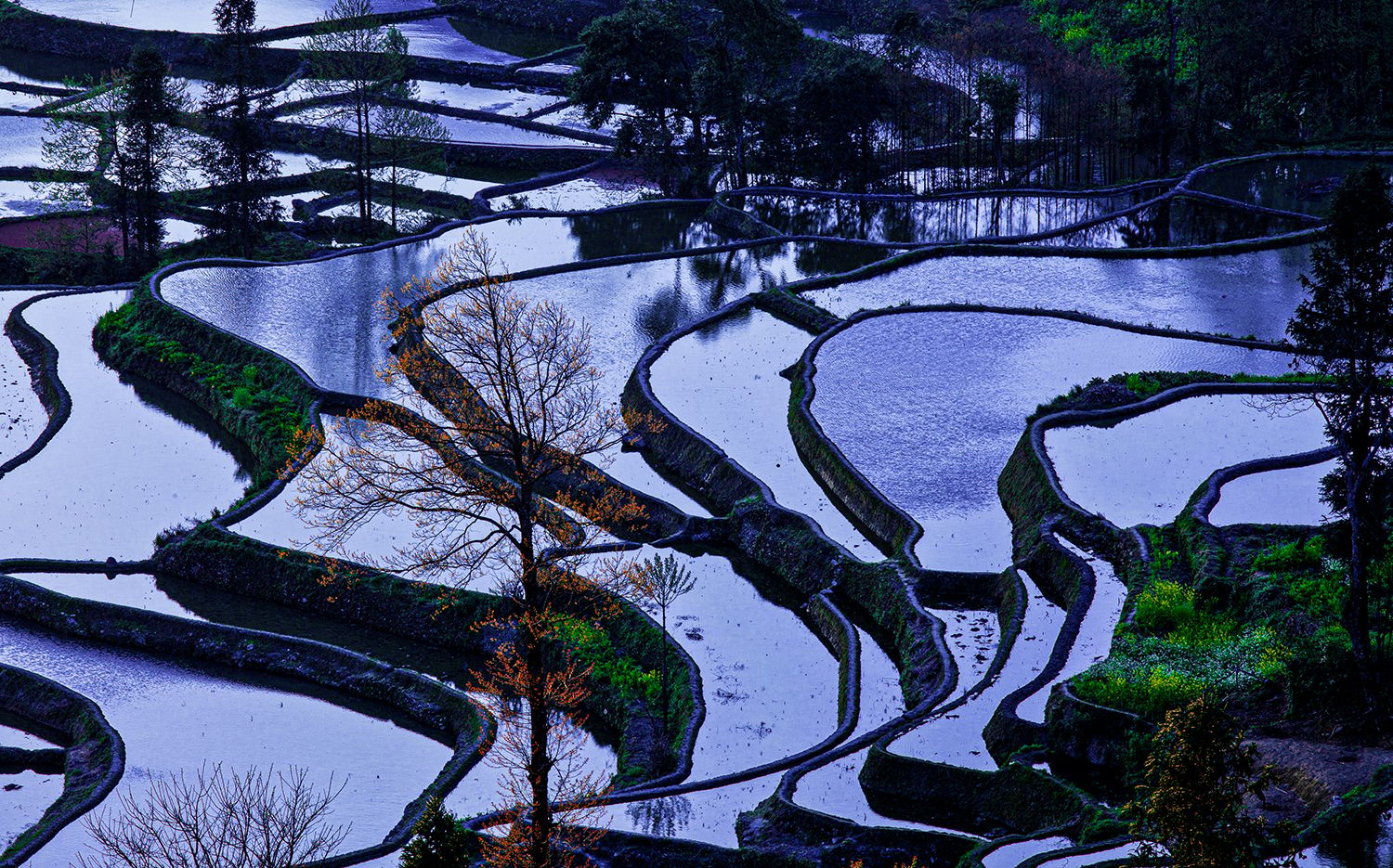 In the evening at the rice terraces, China