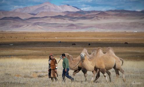 Altai Camel