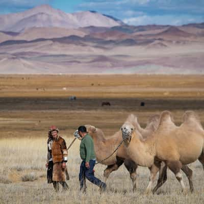 Altai Camel, Mongolia