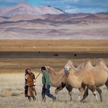 Altai Camel, Mongolia