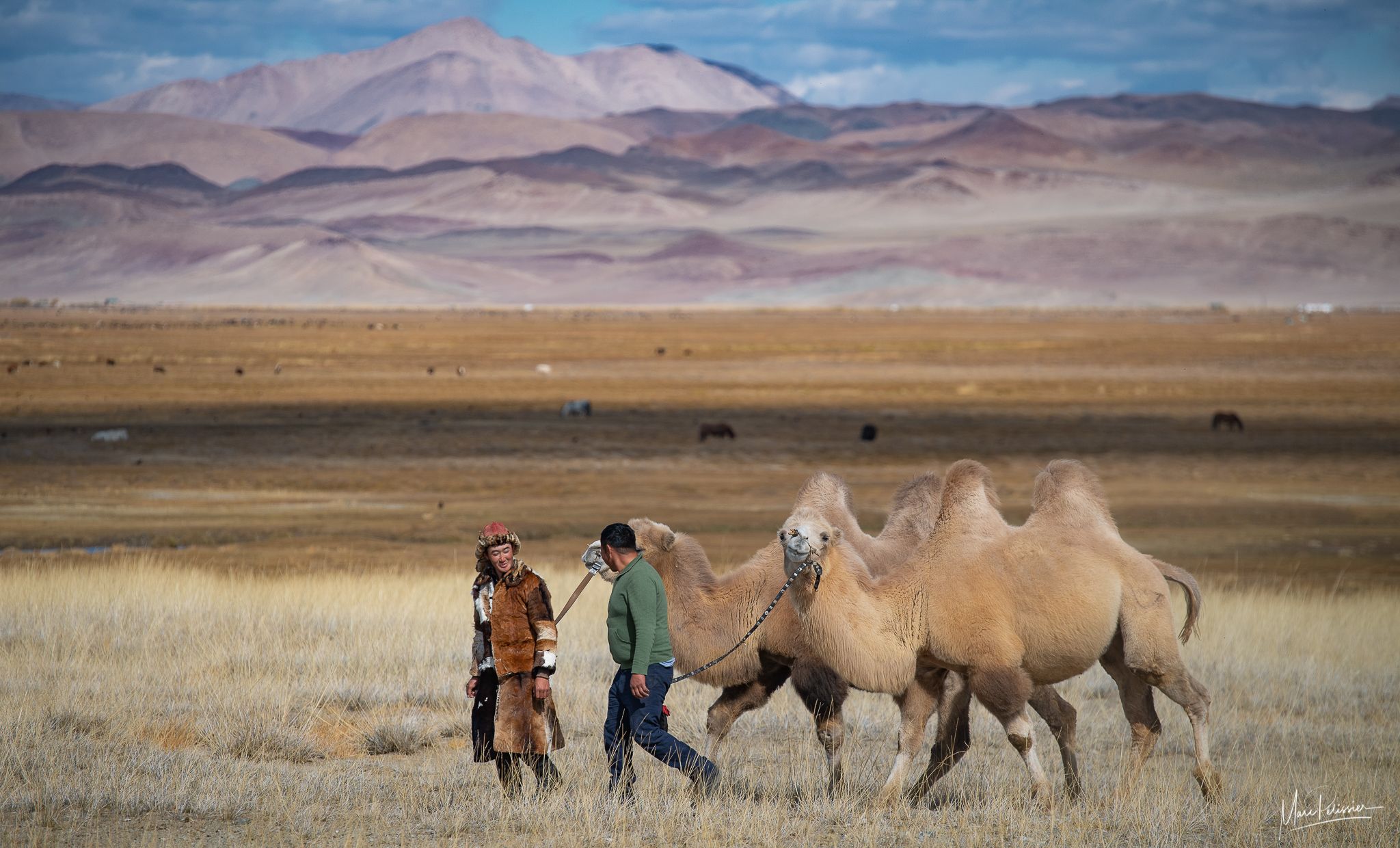 Altai Camel, Mongolia