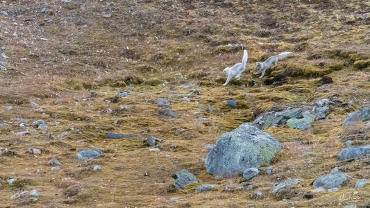 Arctic fox brother playing