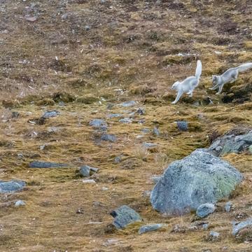 Arctic fox brother playing, Svalbard & Jan Mayen Islands