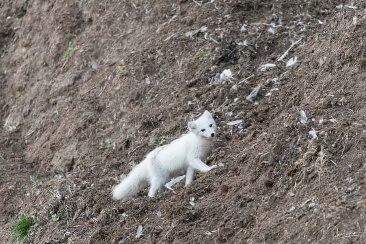 Arctic fox hunting
