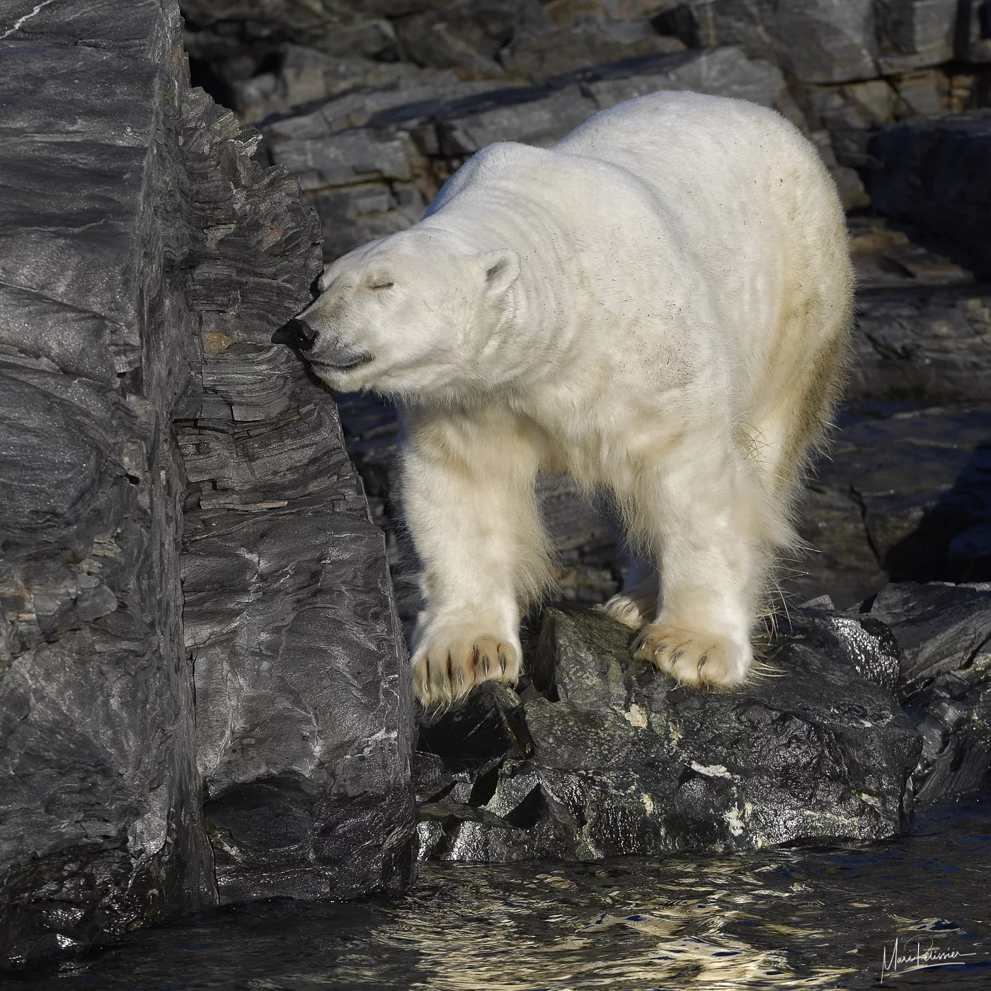 Bear meditation in Svalbard, Svalbard & Jan Mayen Islands
