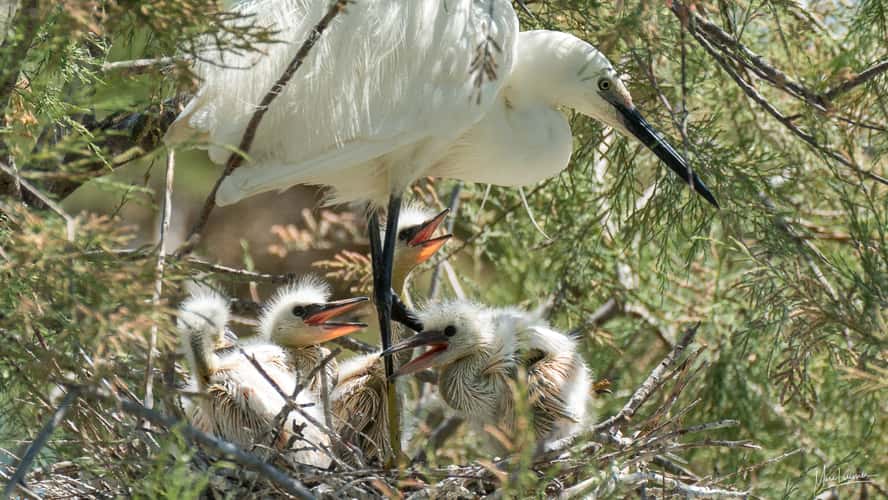 Bird park of Pont de Gau