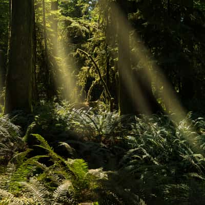 Cathedral Grove, Canada