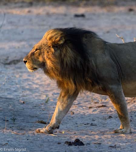 Chobe Nationalpark Botswana