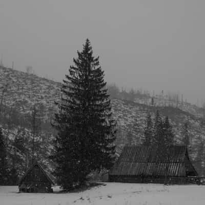 Chochołowska Valley, Poland