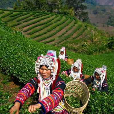 Doi Mae Salong Tea Plantation, Thailand