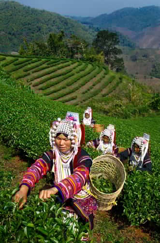 Doi Mae Salong Tea Plantation