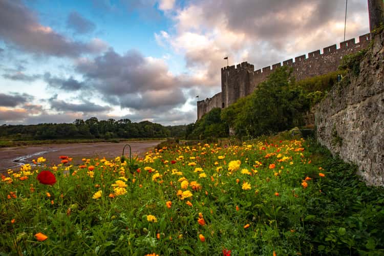 Flowers at Pembroke Castle, Wales