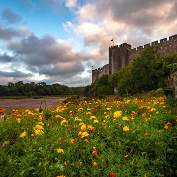 Flowers at Pembroke Castle, Wales, United Kingdom