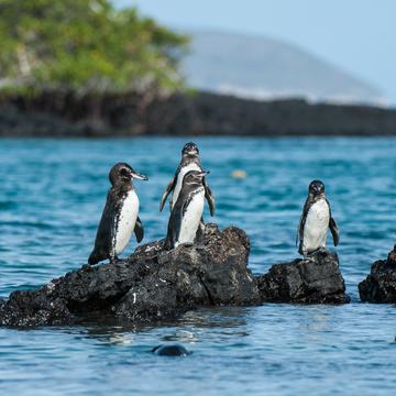 Galapagos pinguin, Ecuador