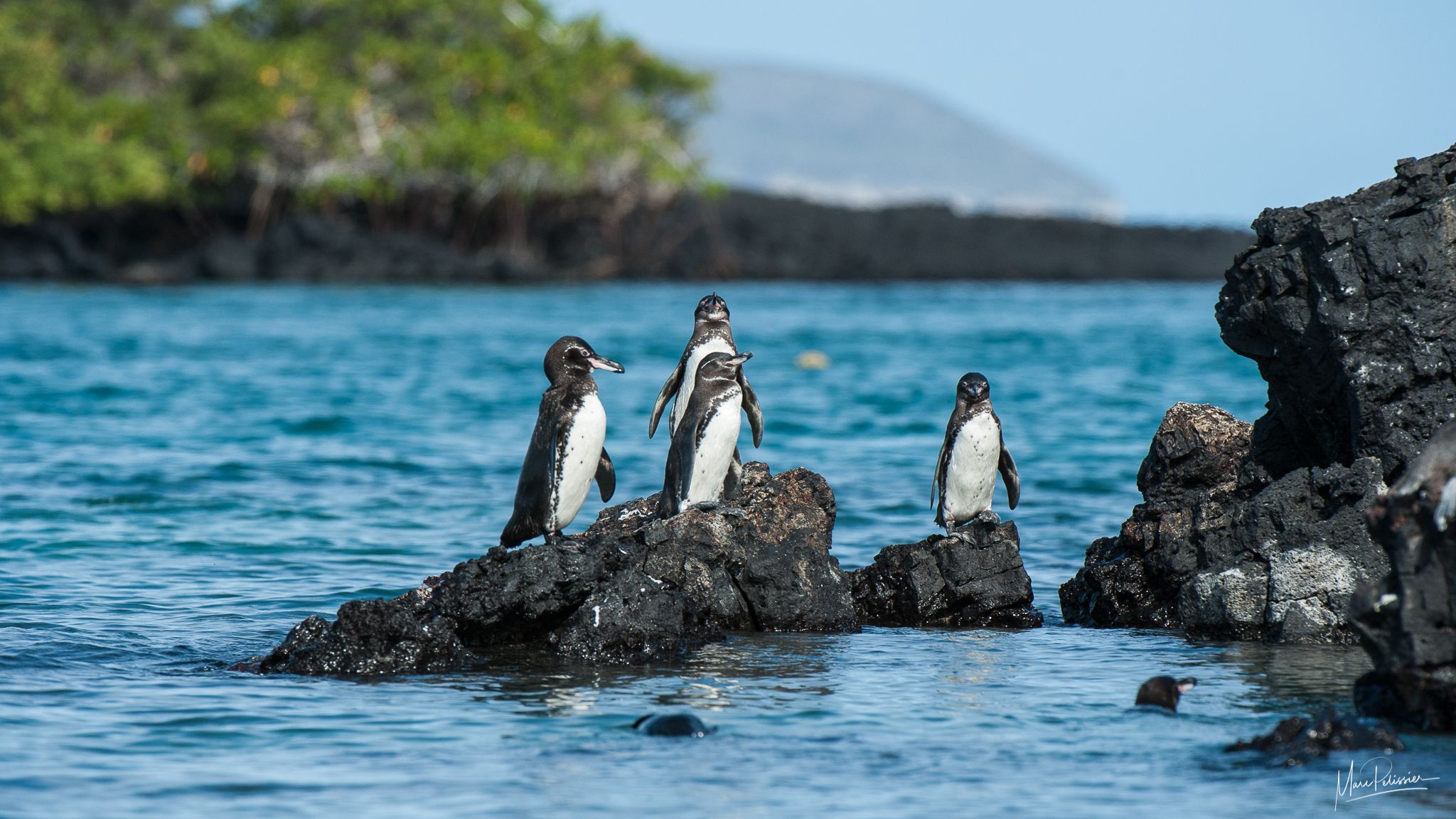 Galapagos pinguin, Ecuador