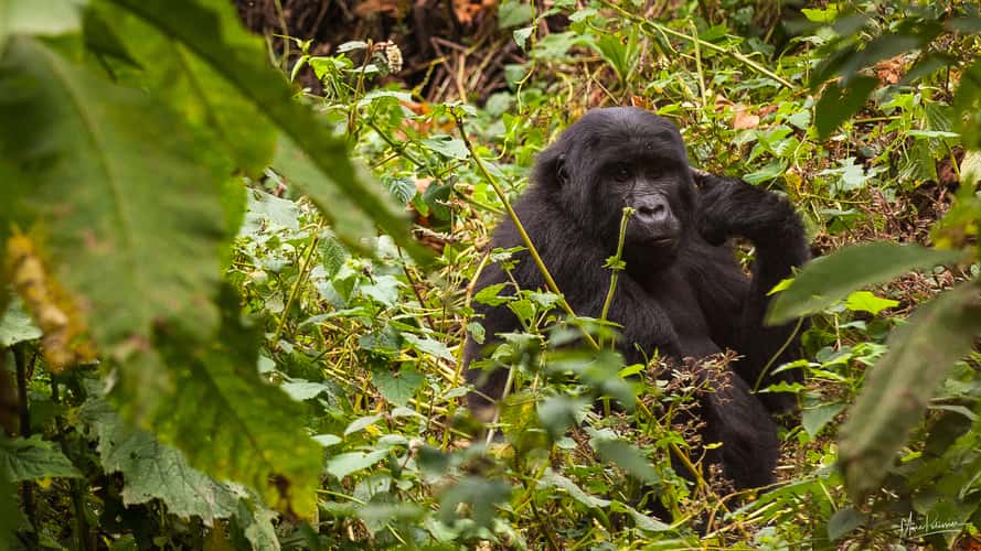 Gorilla in the mist