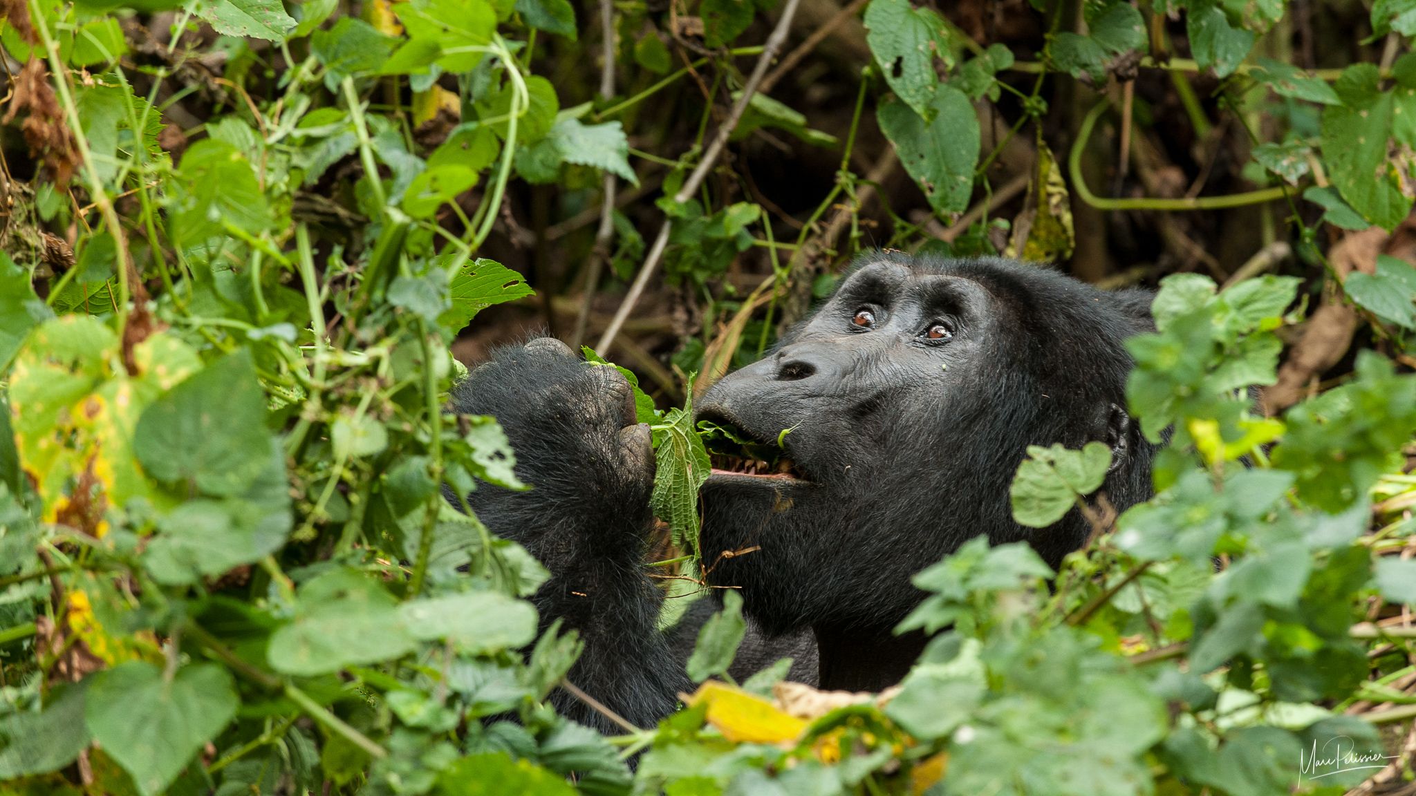 Gorilla in the mist, Uganda
