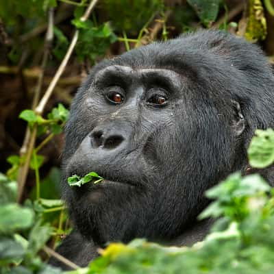 Gorilla in the mist, Uganda