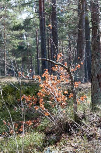 Harku Nature Park