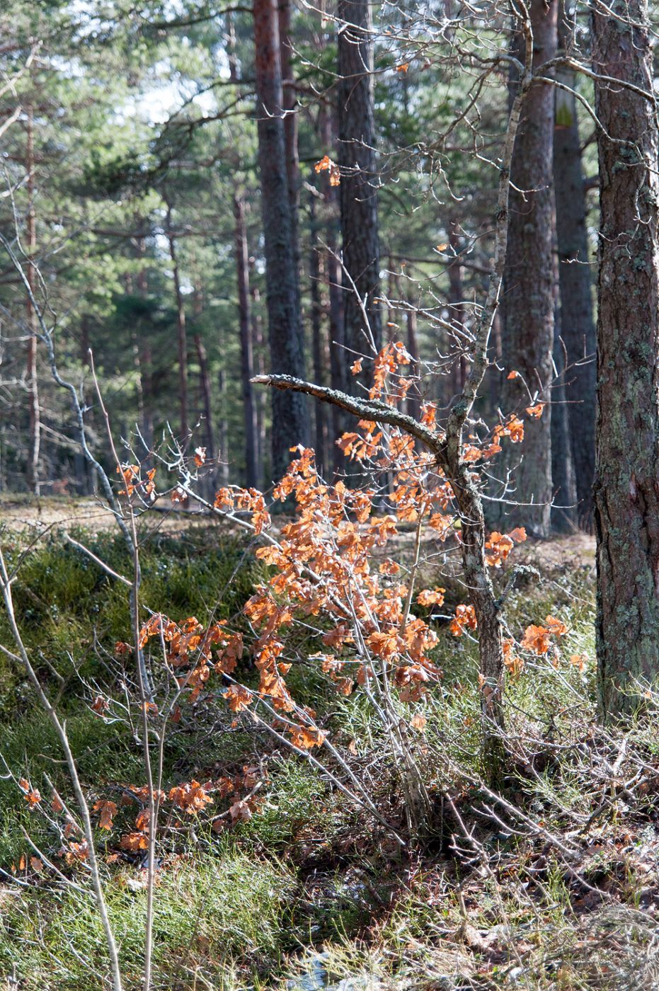 Harku Nature Park, Estonia