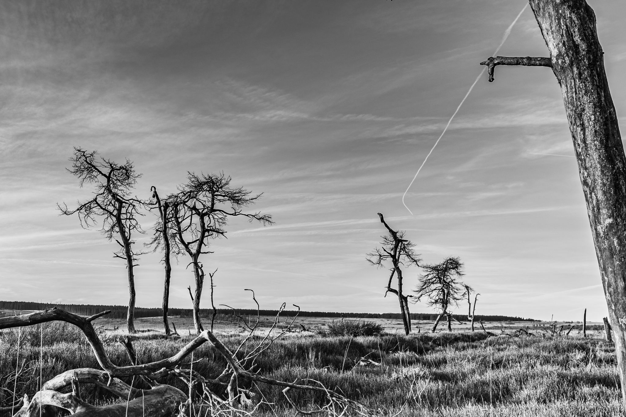 Haute Fagnes, Belgium