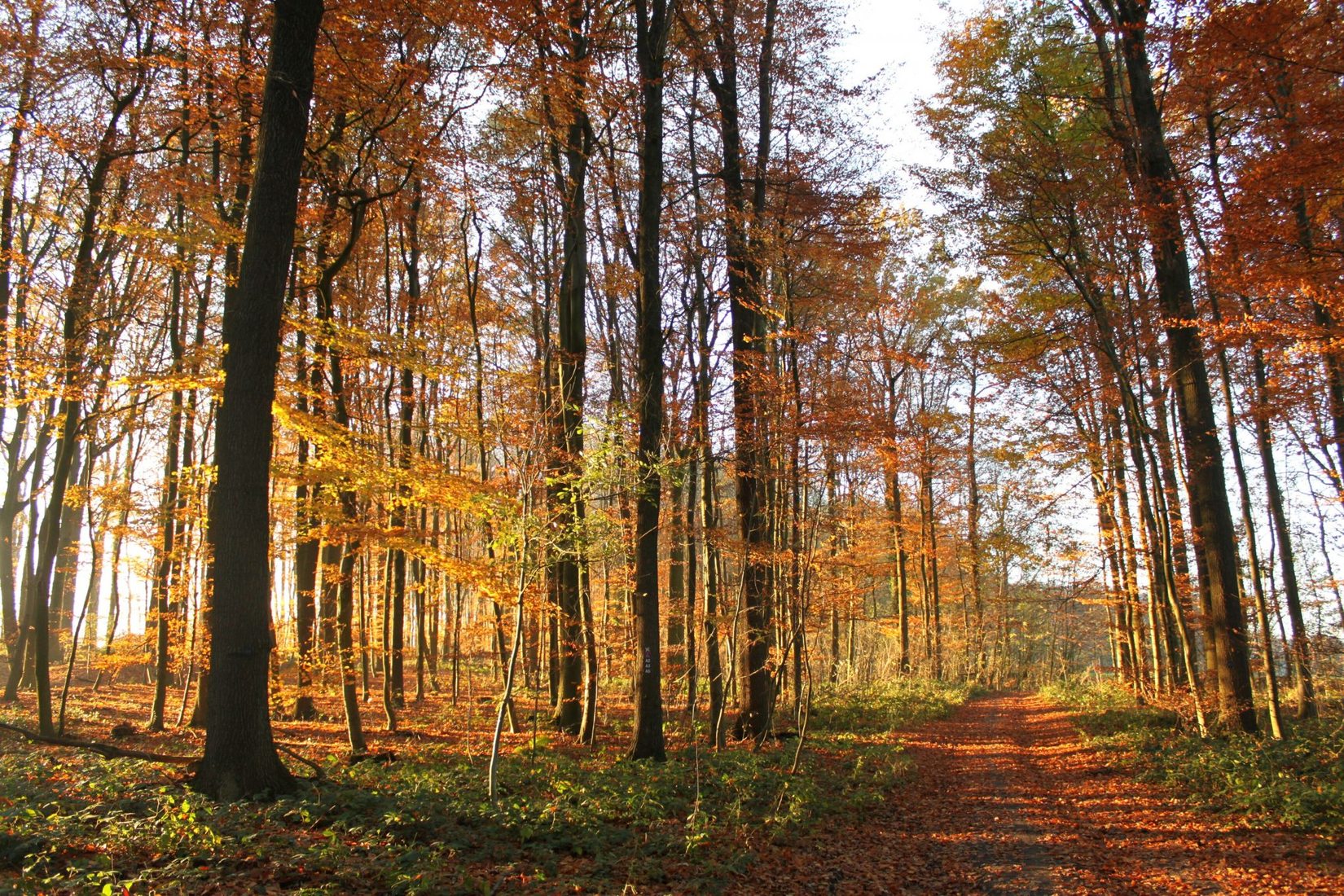 Herbst in den Baumbergen, Germany