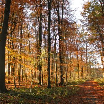 Herbst in den Baumbergen, Germany