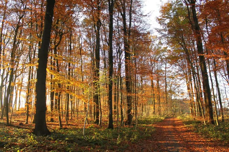 Herbst in den Baumbergen