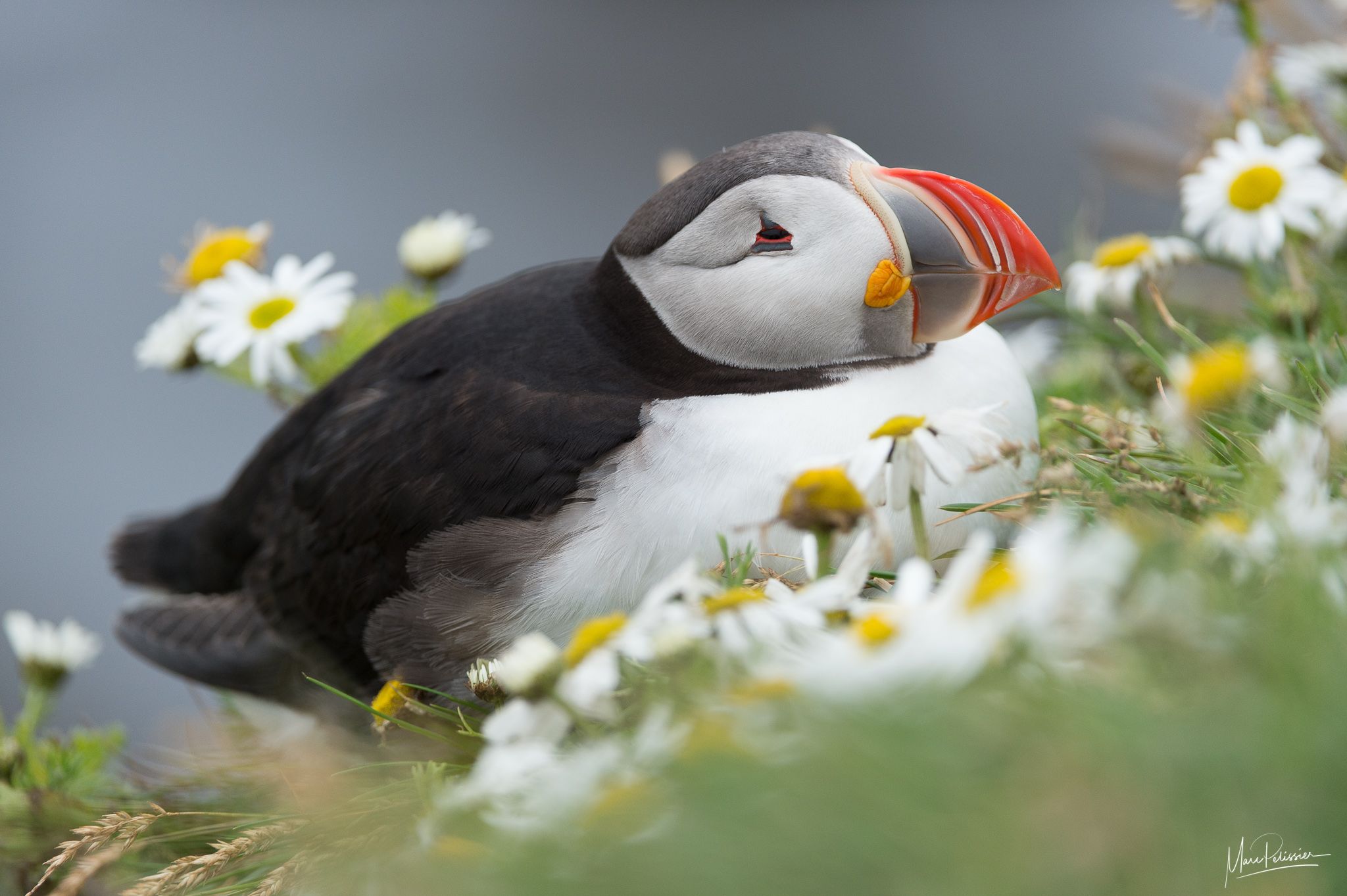 Puffin, Iceland