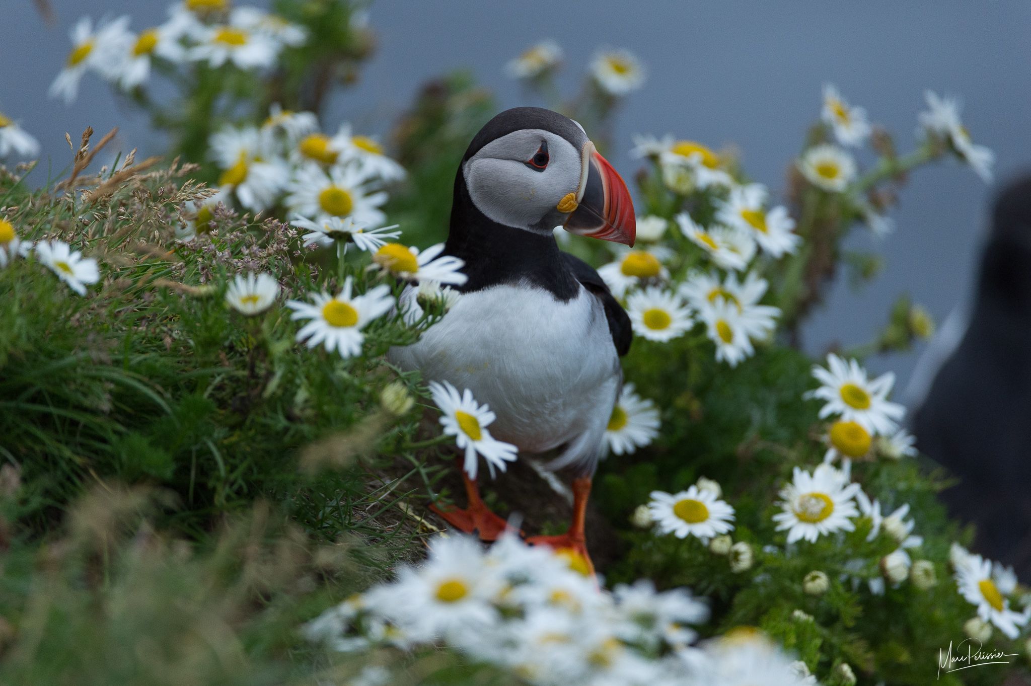 Puffin, Iceland