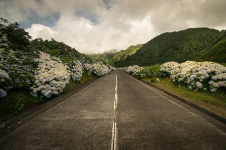 Hydrangea road, Sete Cidades, São Miguel, Açores, Portugal