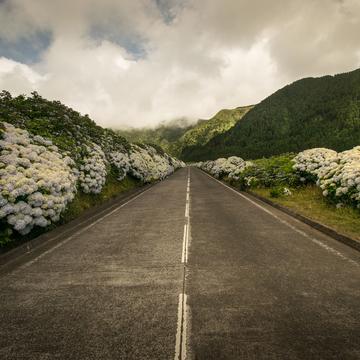 Hydrangea road, Sete Cidades, São Miguel, Açores, Portugal, Portugal