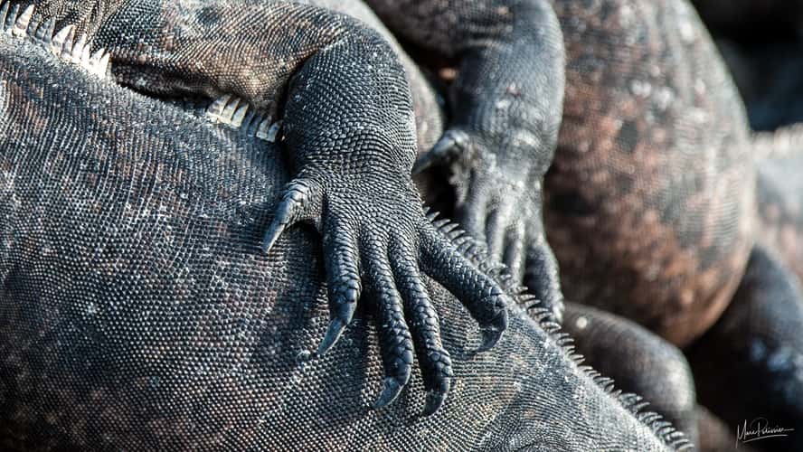 Iguana of Tintoresas Island