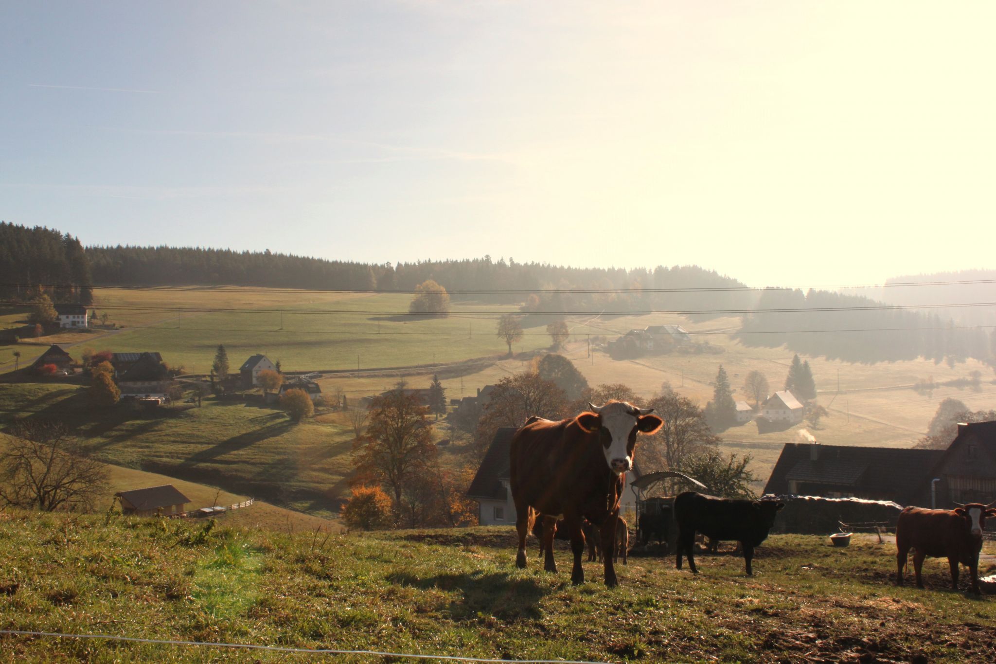 im Schwarzwald, Germany