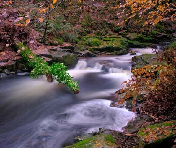 Ivybridge woods, Devon