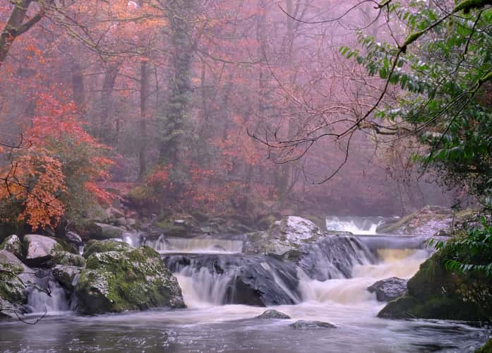 Ivybridge woods, Devon