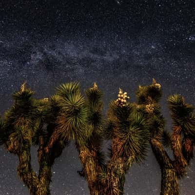 Joshua tree national park, USA