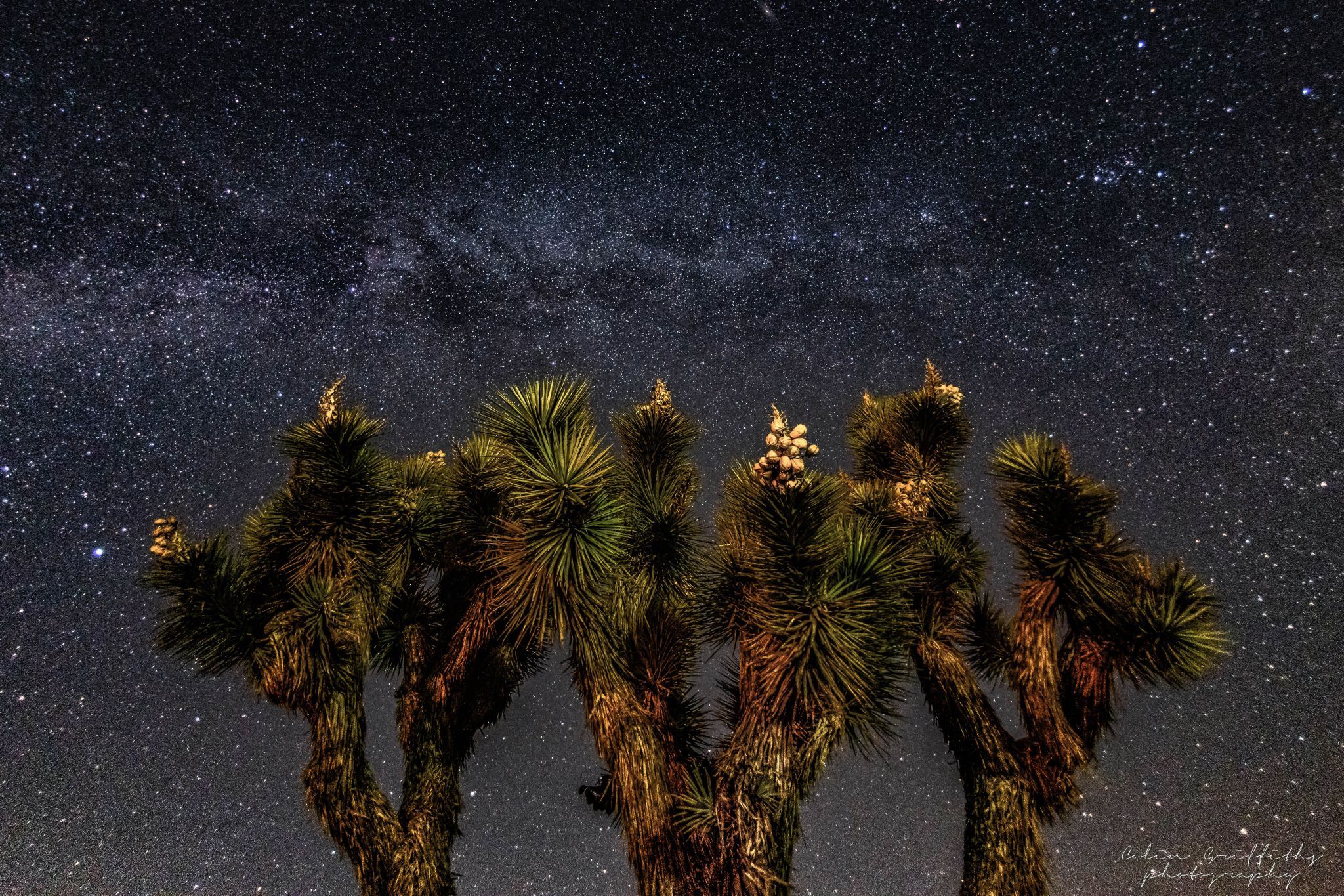 Joshua tree national park, USA