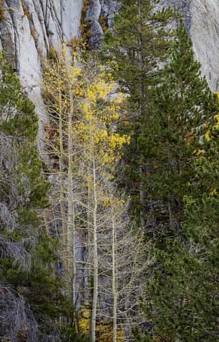 June Lake loop