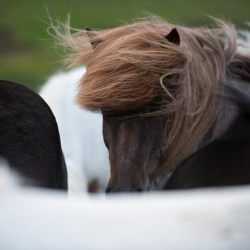 Kerlingarfjoll icelandic horses, Iceland