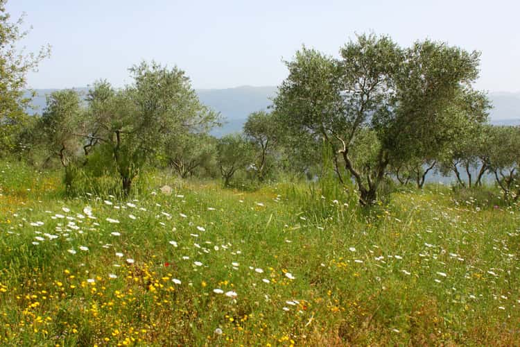 Klostergarten auf dem Berg Netofa