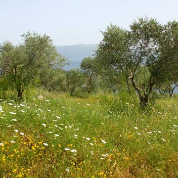 Klostergarten auf dem Berg Netofa, Israel