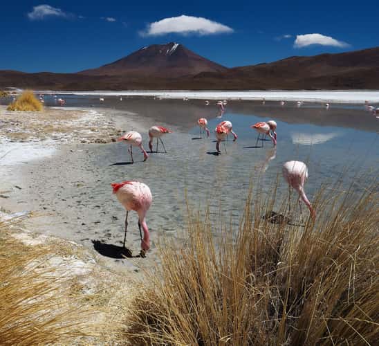 Lagoon White flamengos