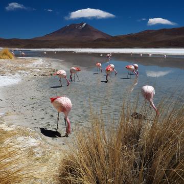 Lagoon White flamengos, Bolivia