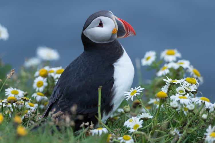 Puffin