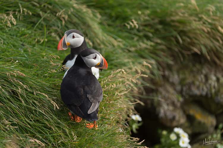 Puffin