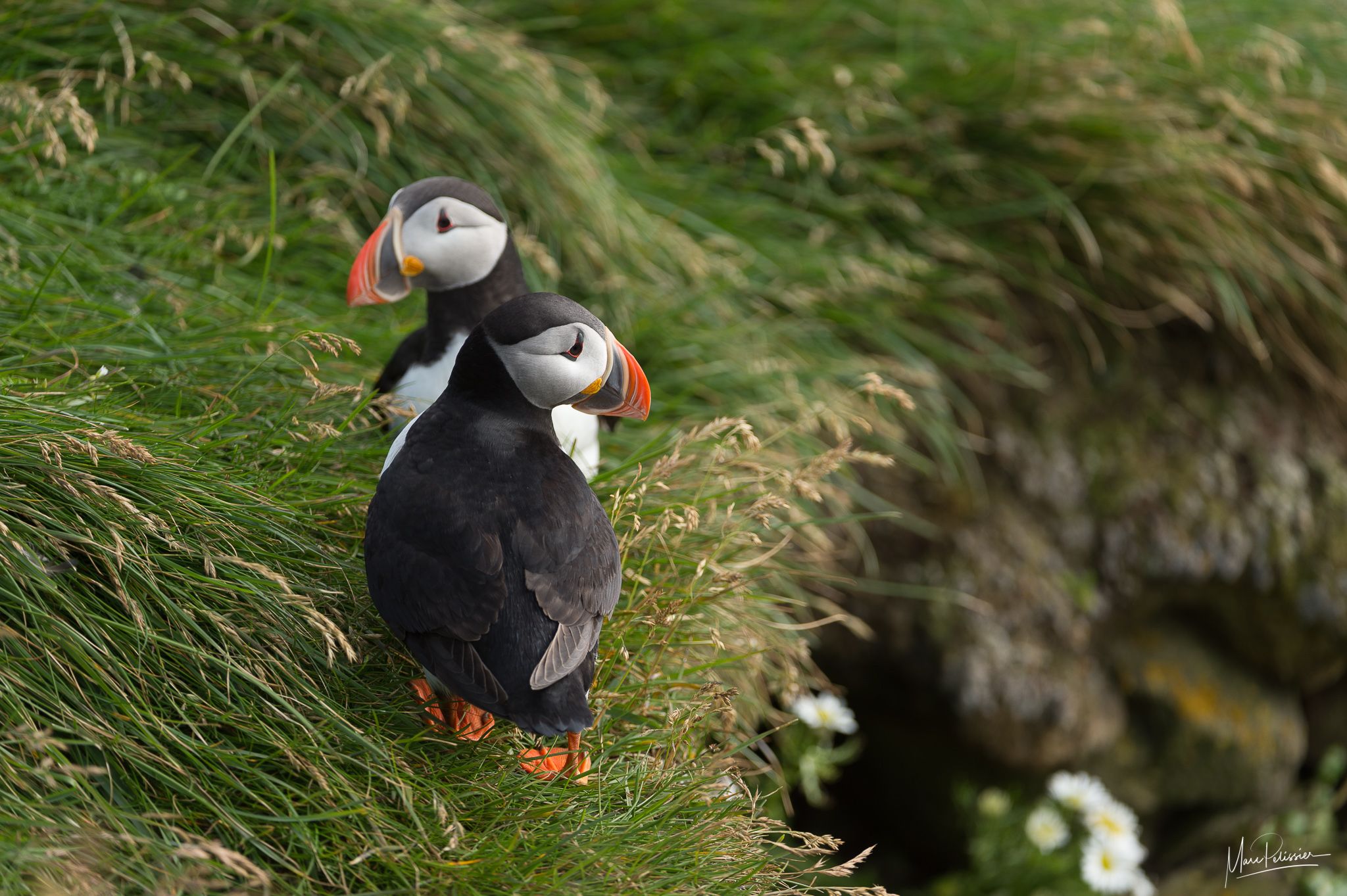 Puffin, Iceland