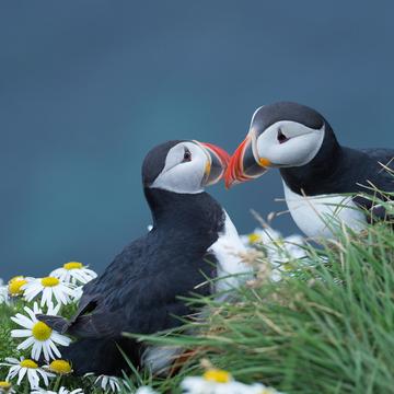 Látrabjarg puffin cliff, Iceland