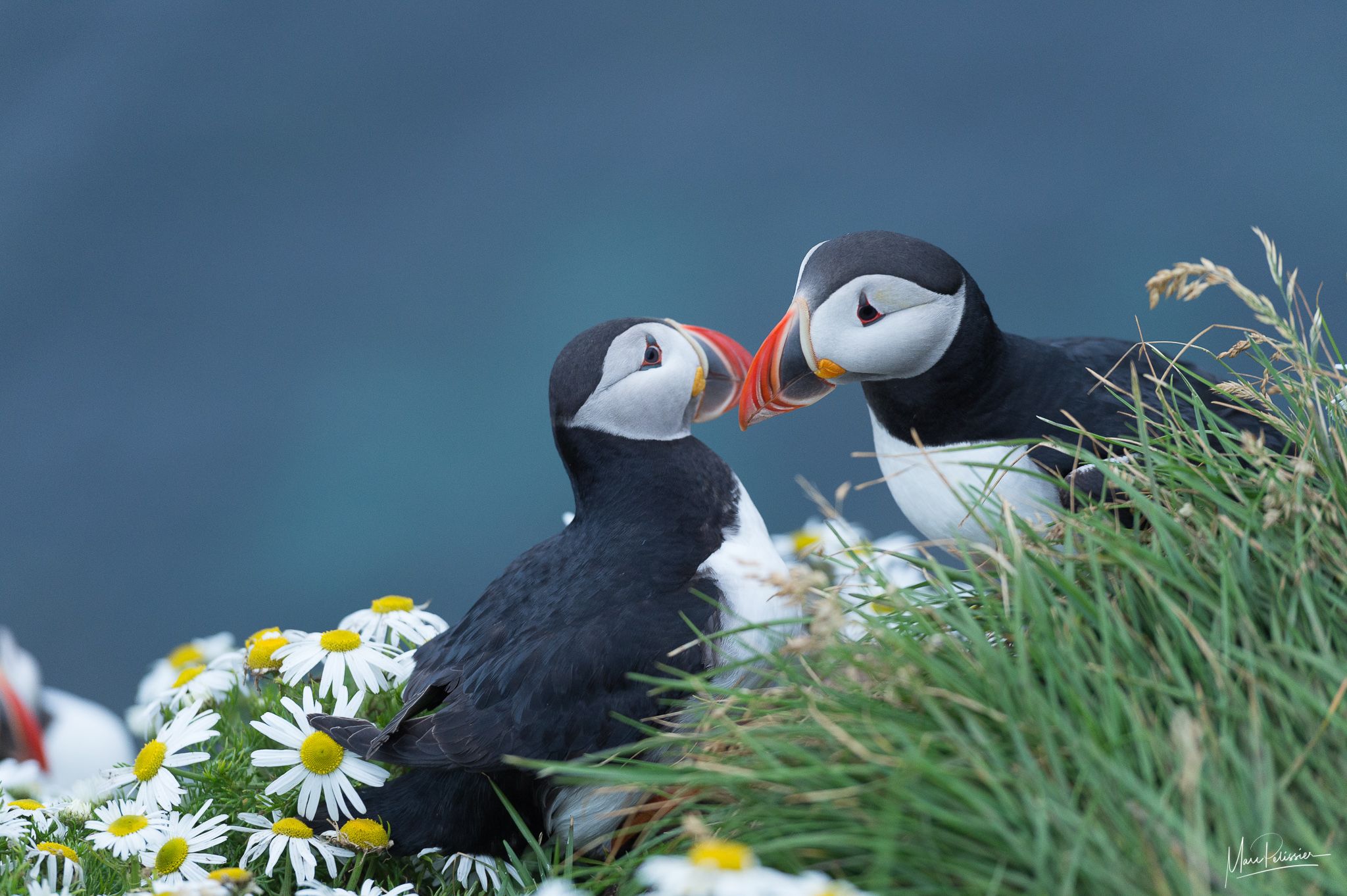 Puffin, Iceland