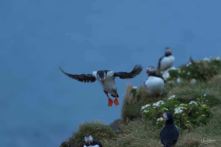 Puffin